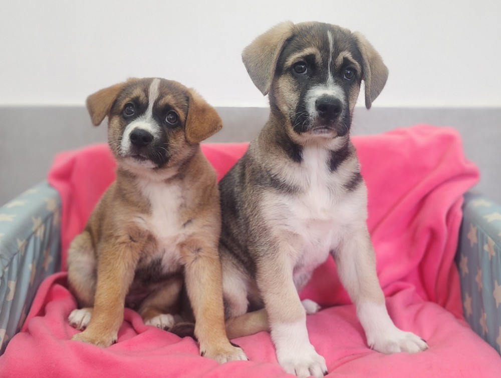 גורים - כלבים לאימוץ