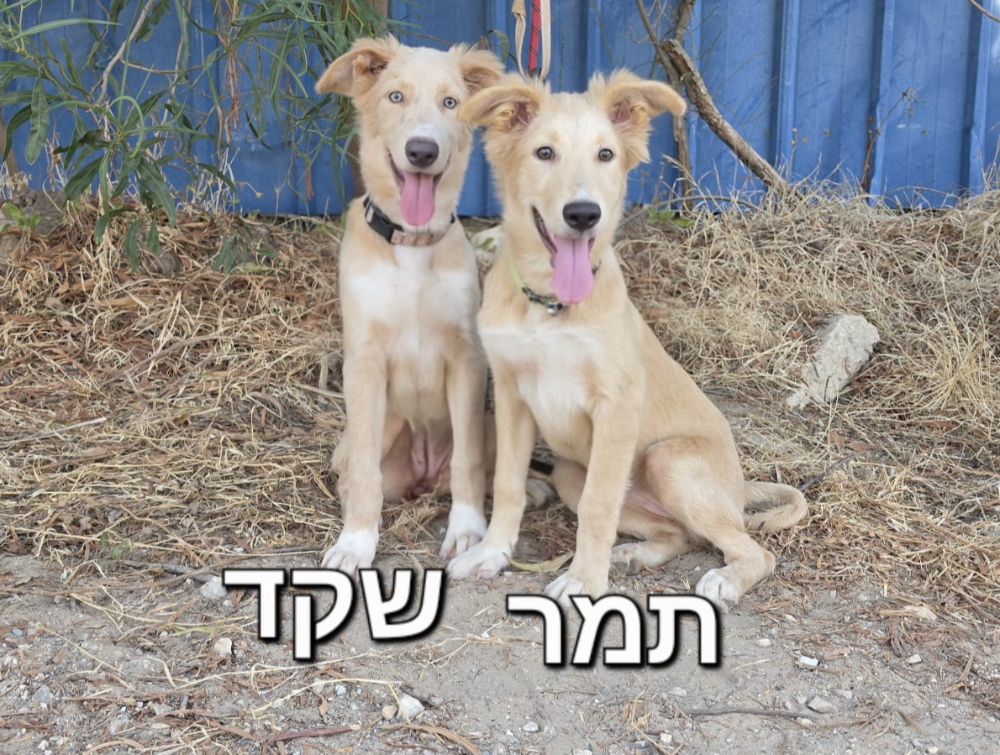 שקד ותמר - כלבים לאימוץ